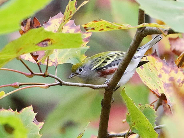 Chestnut-sided Warbler by Keith Watson